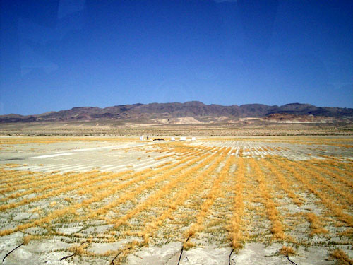 &copy; Krystal Chang