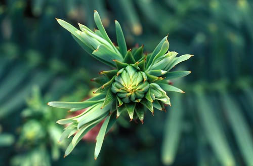 © J.Plaza RBG Sydney