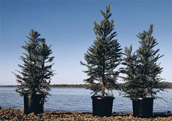 © J.Plaza RBG Sydney